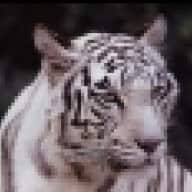 Tiger-Lilly