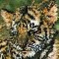 LittleTiger