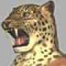 MisteryTiger