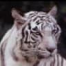 Tiger-Lilly