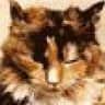 BattleCat