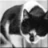 BlackCat