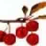 Kirsche