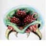 Metroid