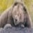 Baer