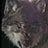 BlackWolf