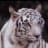 Tiger-Lilly