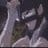 Judeau