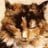 BattleCat