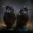 DarkCrow